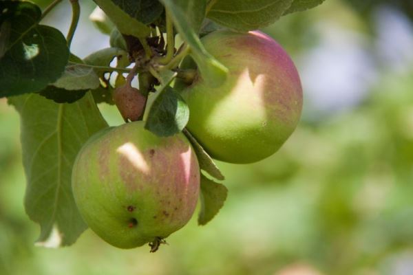 Кому следует есть зеленые яблоки: чем полезны эти фрукты для здоровья человека
